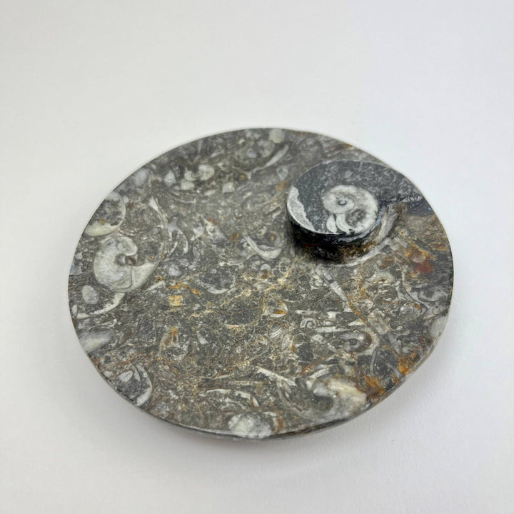 Orthoceras and Ammonite Fossil Round Dish