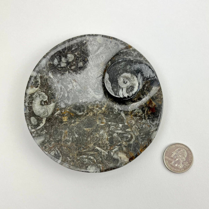 Orthoceras and Ammonite Fossil Round Dish
