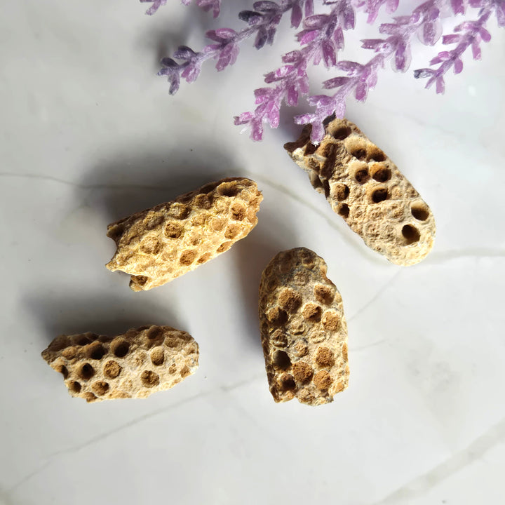 Fossil Pinecone from Morocco