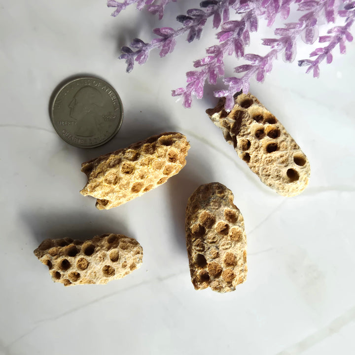 Fossil Pinecone from Morocco