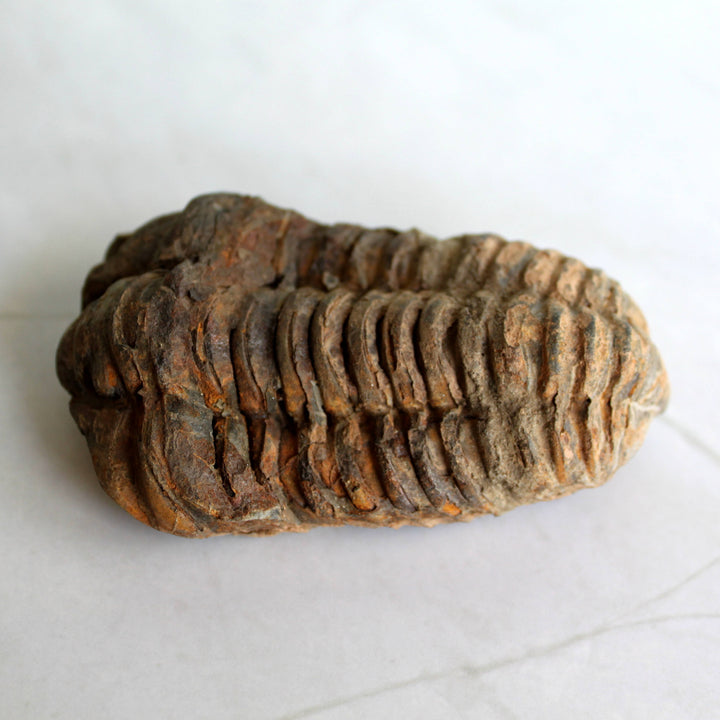 Trilobite Fossil