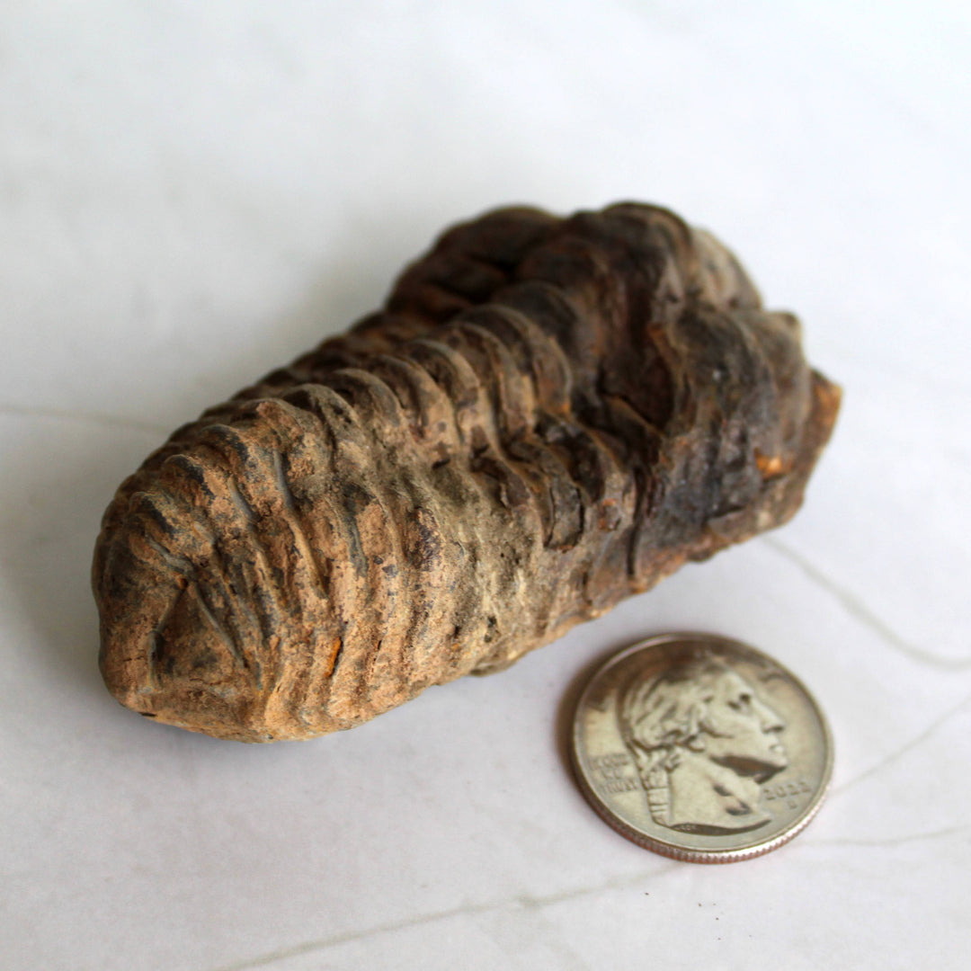 Trilobite Fossil