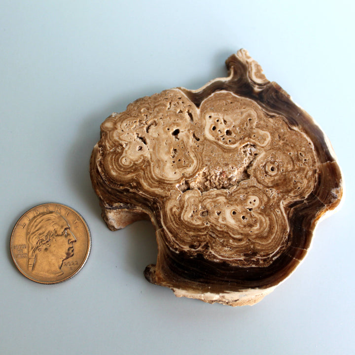 Chocolate Calcite Slice