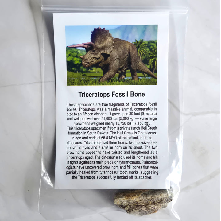 Triceratops Fossil Dinosaur Bone