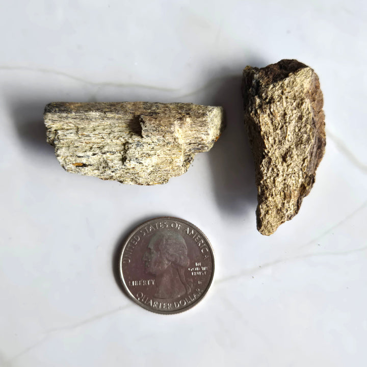Triceratops Fossil Dinosaur Bone