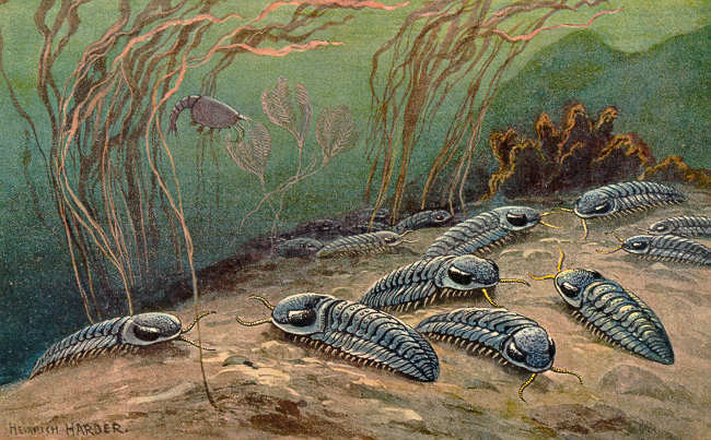Trilobite Fossil