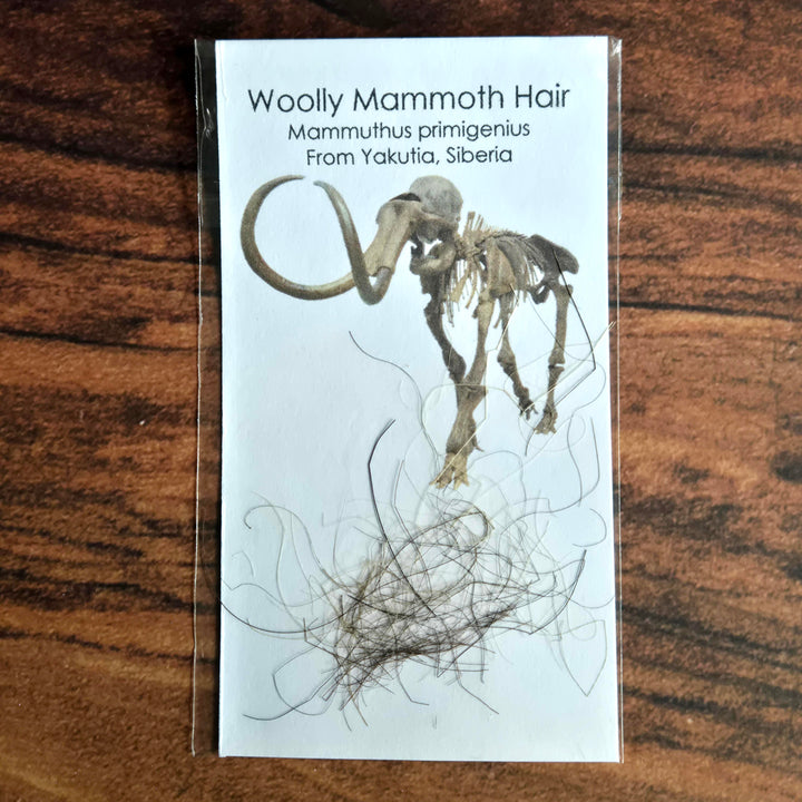 Fossil Woolly Mammoth Hair
