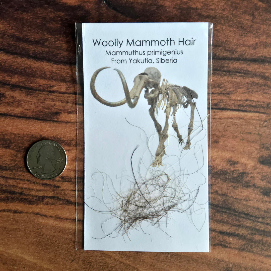 Fossil Woolly Mammoth Hair