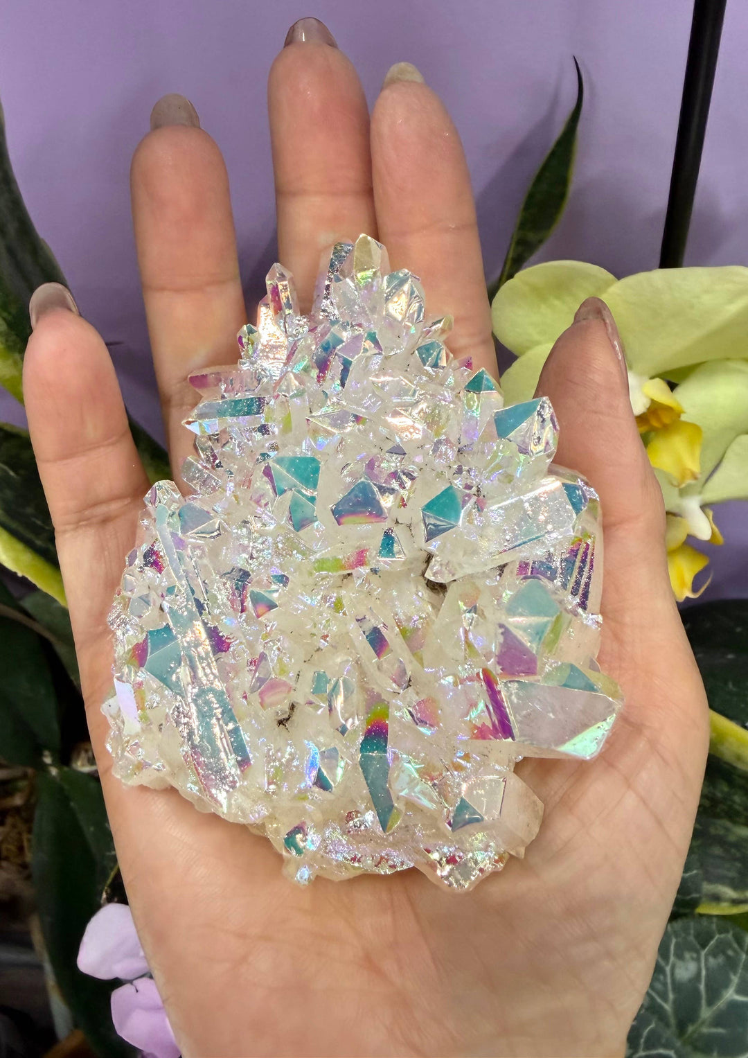 Large angel aura quartz cluster held in an open palm against a purple background with yellow orchids, showing bright iridescent blue, teal, and rainbow crystal points