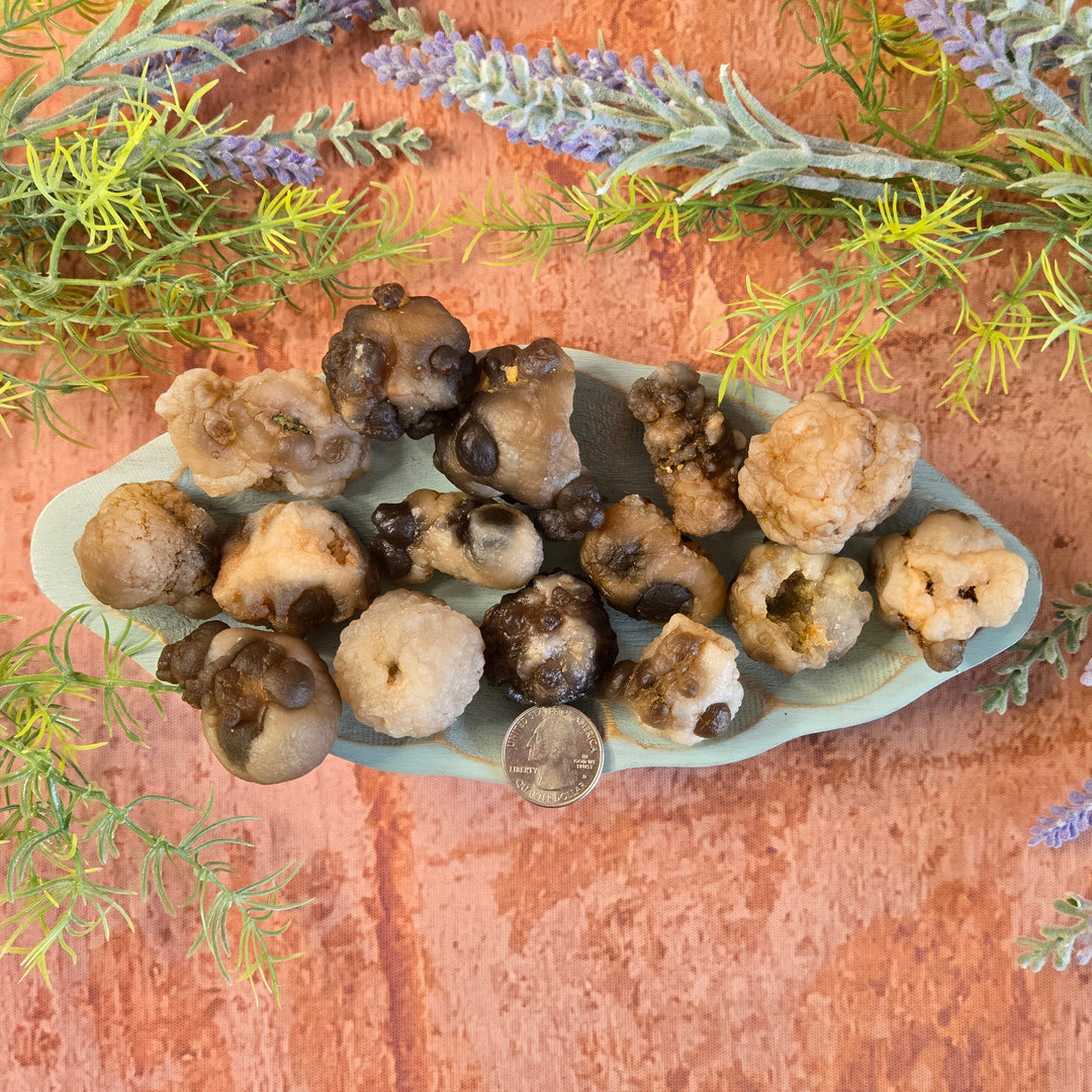 Raw Panda Agate truffle chalcedony crystals on sage dish with quarter coin for size reference