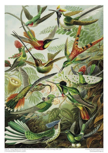 Completed V&amp;A Humming Birds jigsaw puzzle showing full Ernst Haeckel illustration – 680×485mm
